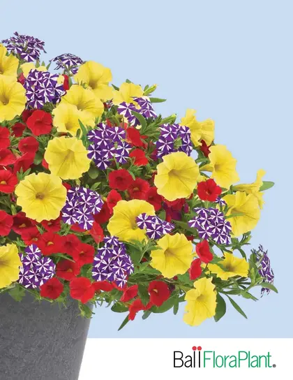 Ball FloraPlant Plants Catalog Weekly Ad